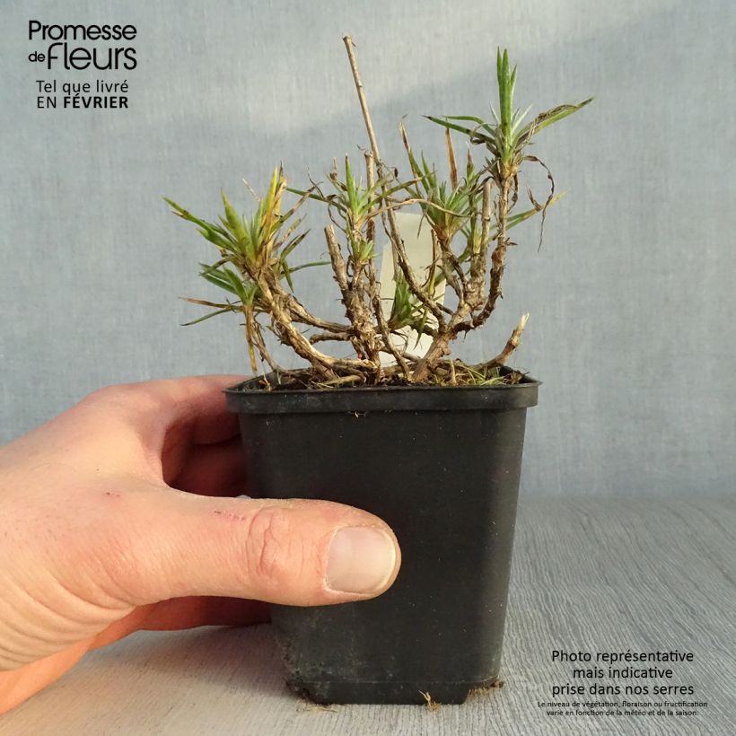 Amostra de Dianthus plumarius Heidi - Oeillet mignardise  Godet de 8/9 cm tal como entregue no inverno