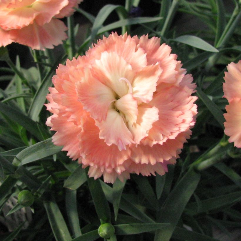 Dianthus plumarius Helen (Floração)