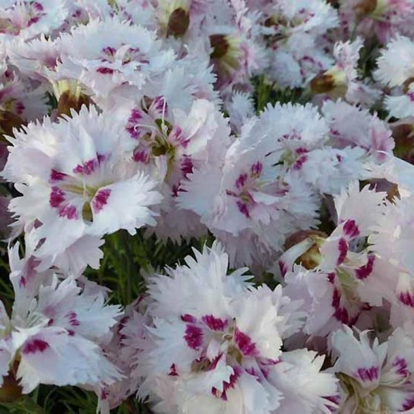 Dianthus plumarius Ine (Floração)