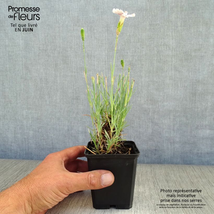 Amostra de Dianthus plumarius Ine Vaso de 8/9 cm tal como entregue no verão