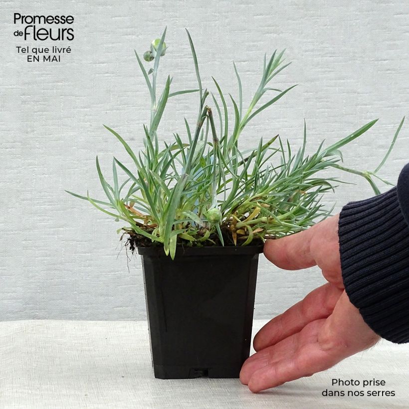 Amostra de Dianthus plumarius Ine Vaso de 8/9 cm tal como entregue na primavera