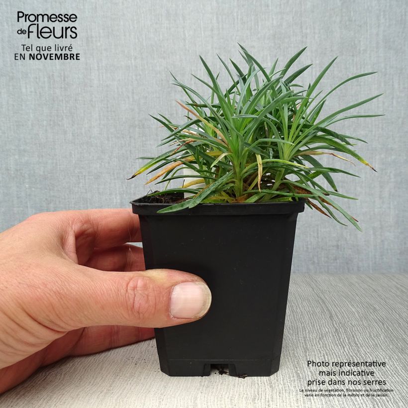 Amostra de Dianthus plumarius Ine Vaso de 8/9 cm tal como entregue no outono
