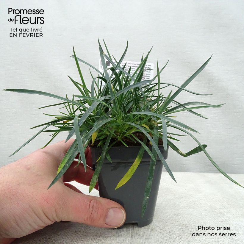 Amostra de Dianthus plumarius Laced Monarch - Oeillet mignardise Vaso de 8/9 cm tal como entregue no inverno