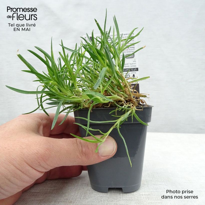 Amostra de Dianthus plumarius Laced Monarch Vaso de 8/9 cm tal como entregue na primavera