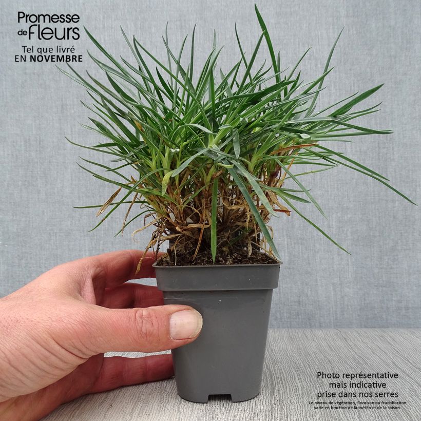 Amostra de Dianthus plumarius Laced Monarch Vaso de 8/9 cm tal como entregue no outono