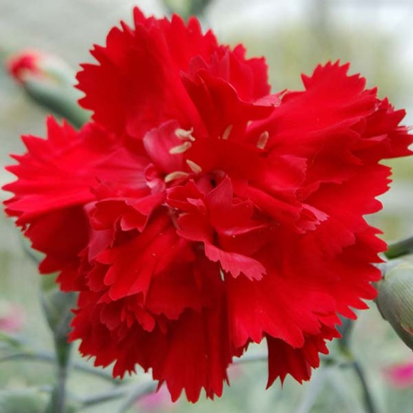 Dianthus plumarius Lady in Red (Floração)