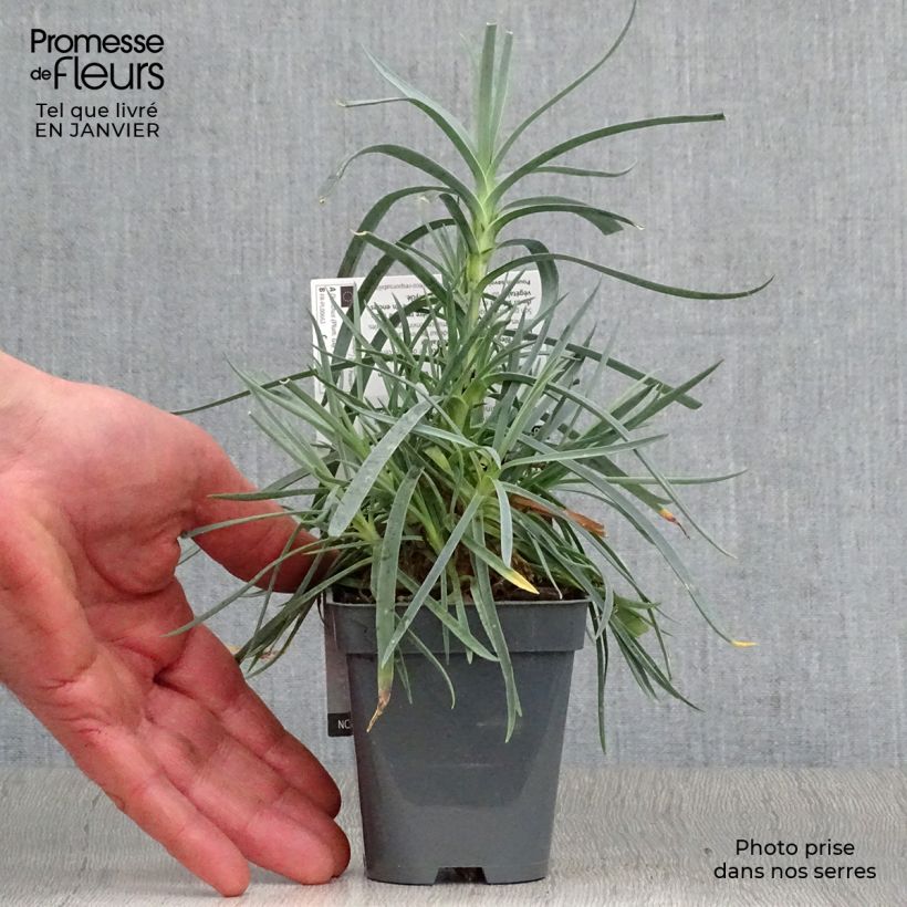 Amostra de Dianthus plumarius Lady in Red Vaso de 8/9 cm tal como entregue no inverno