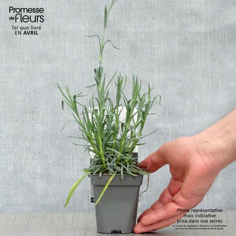 Amostra de Dianthus plumarius Lady in Red Vaso de 8/9 cm tal como entregue na primavera