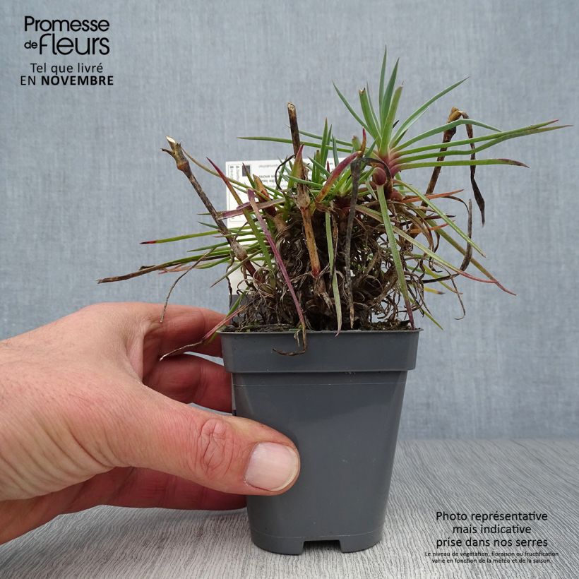 Amostra de Dianthus plumarius Lily the Pink Vaso de 8/9 cm tal como entregue no outono