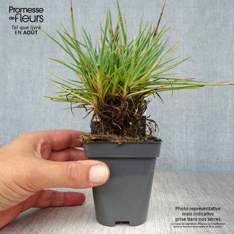Amostra de Dianthus plumarius Lily the Pink Vaso de 8/9 cm tal como entregue no verão