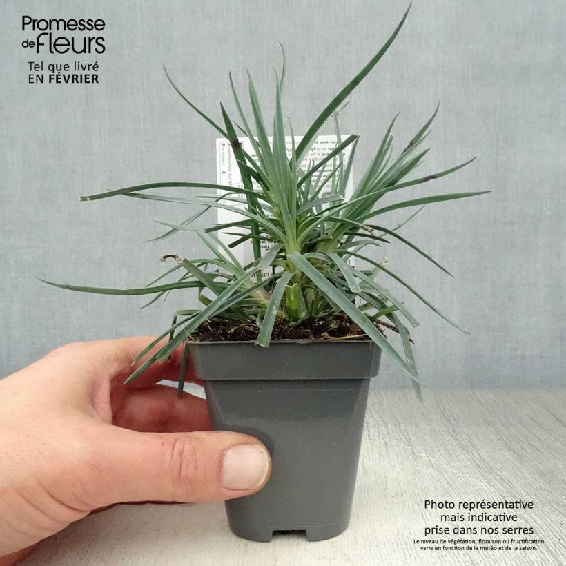 Amostra de Dianthus plumarius Lily the Pink - Oeillet mignardise Vaso de 8/9 cm tal como entregue no inverno