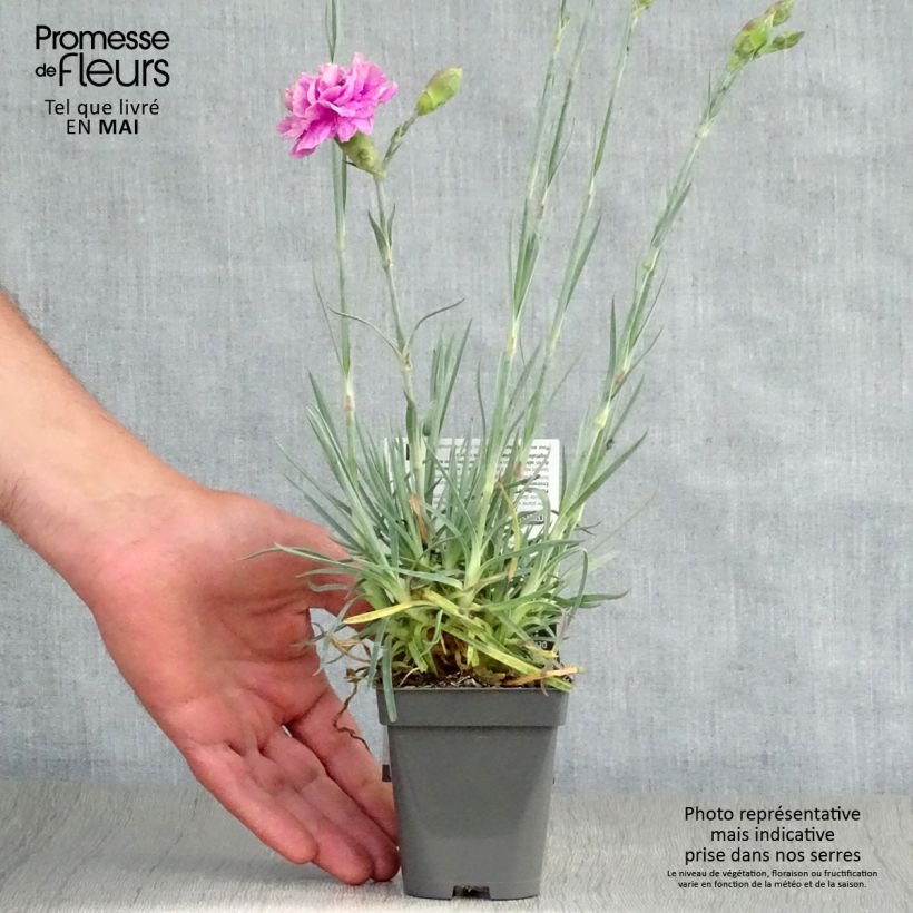 Amostra de Dianthus plumarius Lily the Pink Vaso de 8/9 cm tal como entregue na primavera
