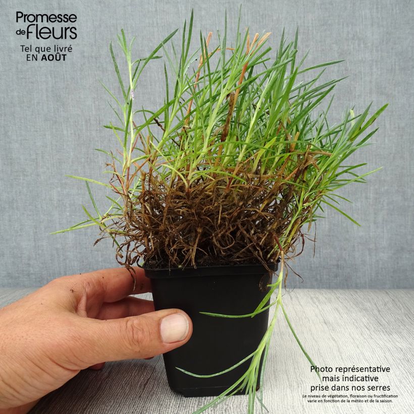 Amostra de Dianthus plumarius Maggie Vaso de 8/9 cm tal como entregue no verão