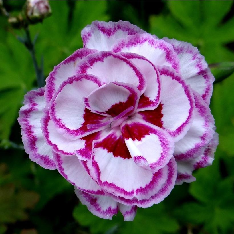 Dianthus plumarius Moulin Rouge (Pink Bicolour) (Floração)