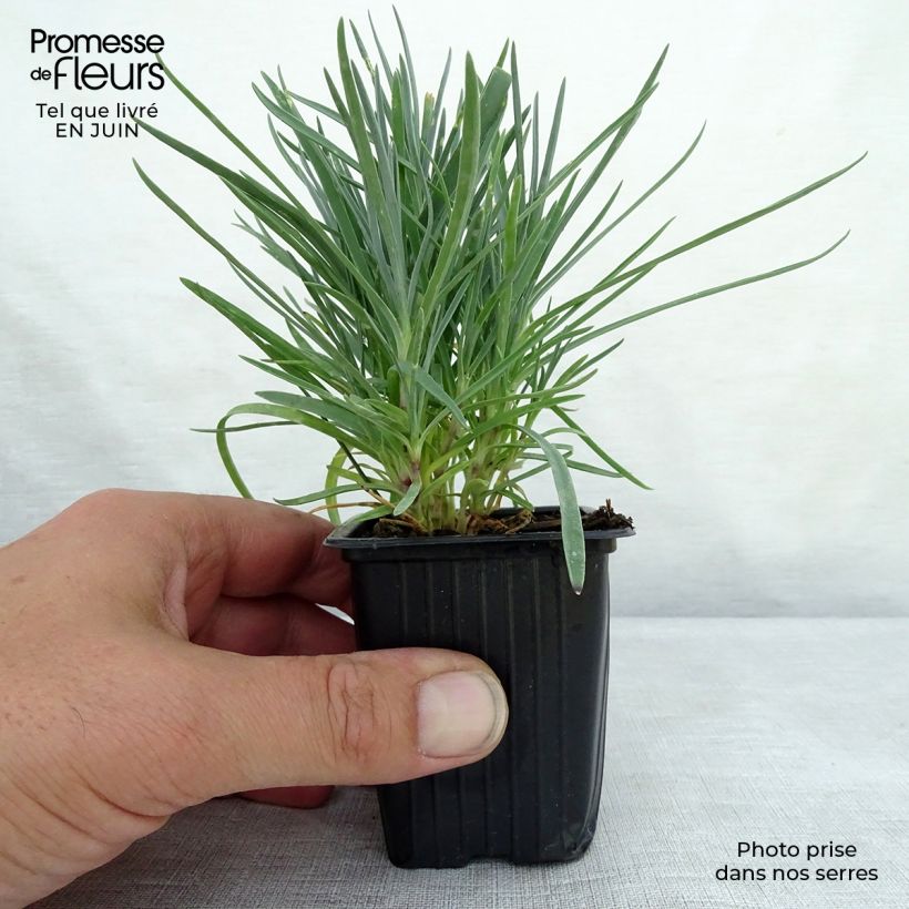 Amostra de Dianthus plumarius Moulin Rouge (Pink Bicolour) Vaso de 7/8 cm tal como entregue no verão