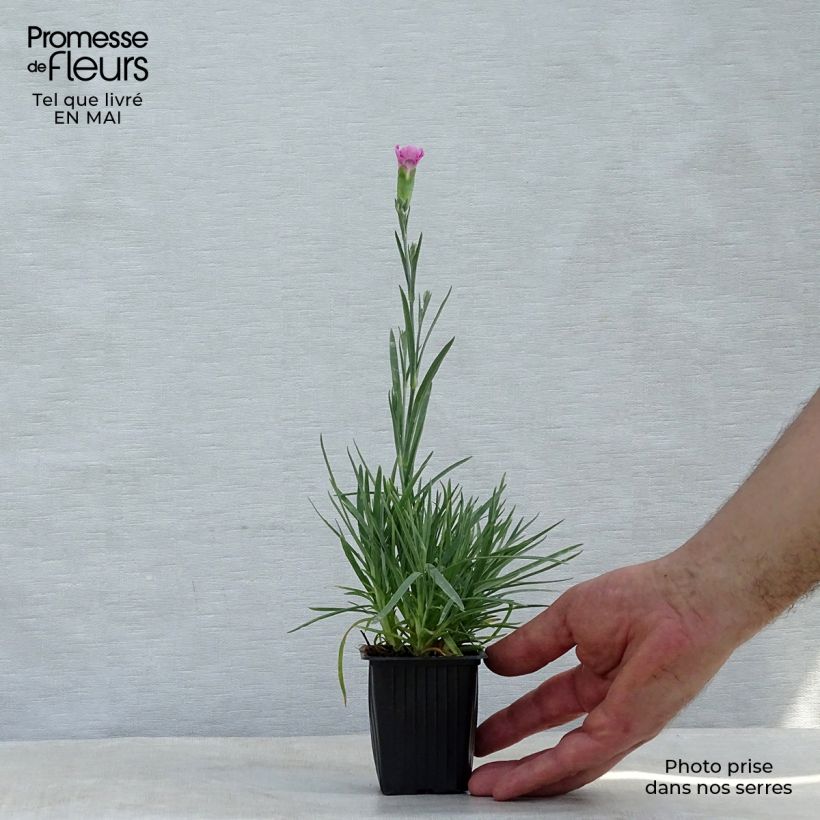 Amostra de Dianthus plumarius Moulin Rouge (Pink Bicolour) Vaso de 7/8 cm tal como entregue na primavera