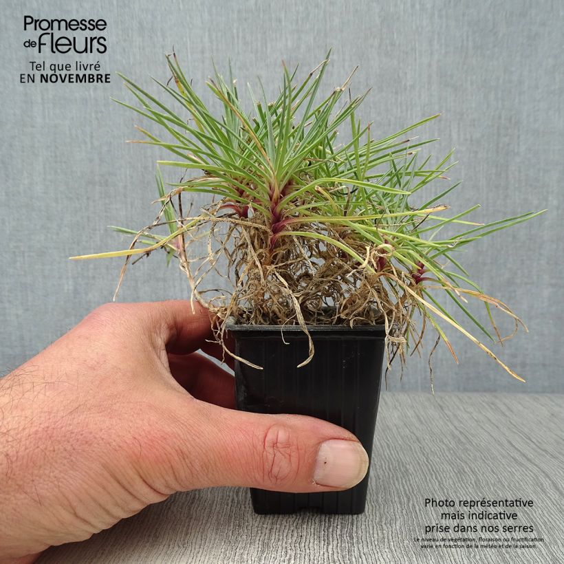 Amostra de Dianthus plumarius Moulin Rouge (Pink Bicolour) Vaso de 7/8 cm tal como entregue no outono