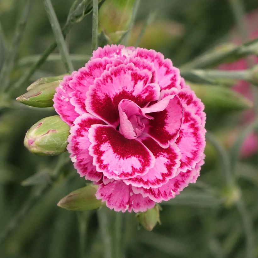 Dianthus plumarius Moulin Rouge (Pink Bicolour) (Floração)