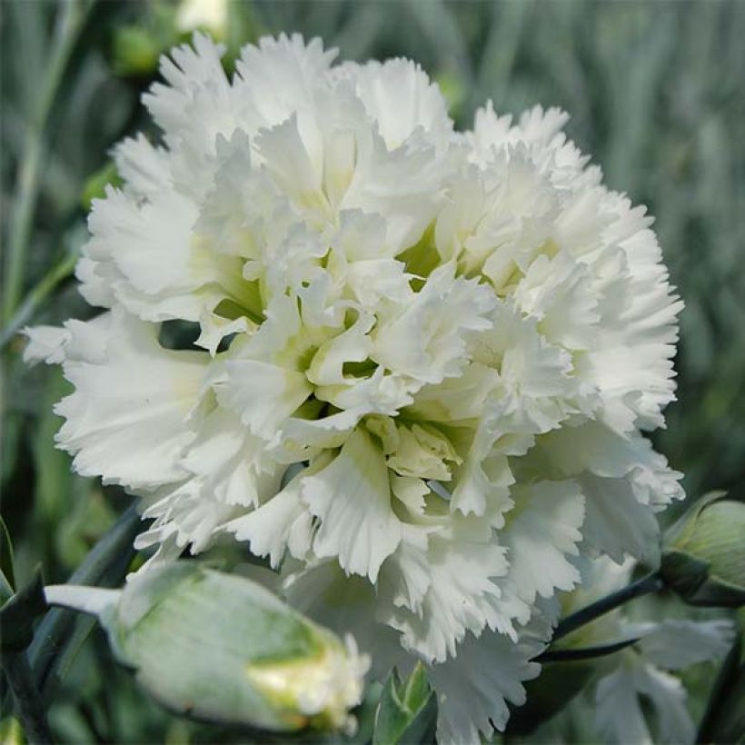 Dianthus plumarius Mrs Sinkins (Floração)
