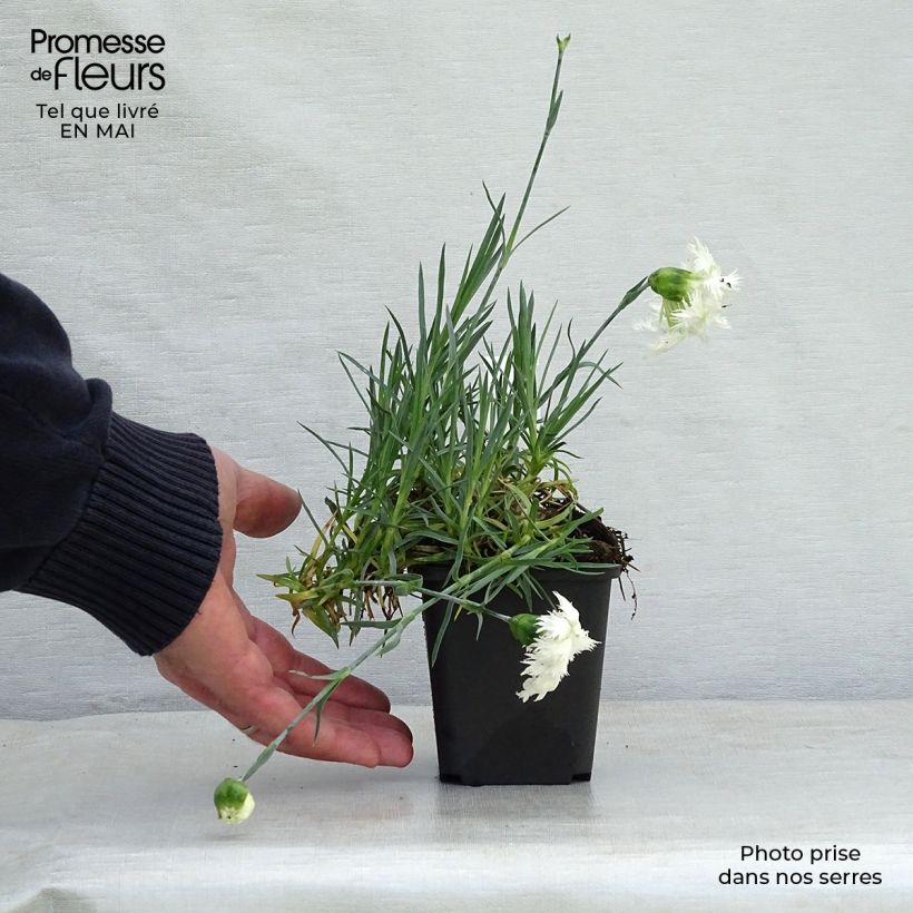 Amostra de Dianthus plumarius Mrs Sinkins Vaso de 8/9 cm tal como entregue na primavera