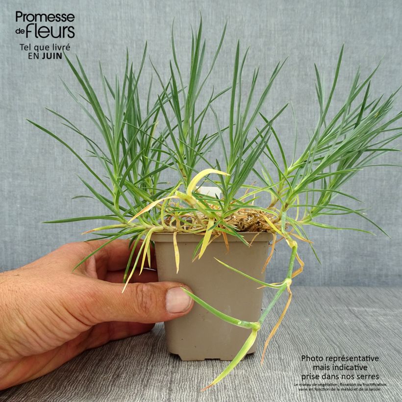 Amostra de Dianthus plumarius Mrs Sinkins Vaso de 8/9 cm tal como entregue no verão