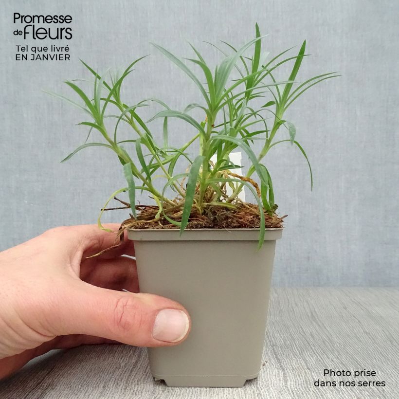 Amostra de Dianthus plumarius Mrs Sinkins - Oeillet mignardise. Vaso de 8/9 cm tal como entregue no inverno