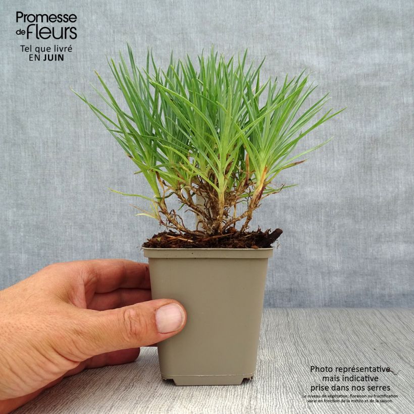 Amostra de Dianthus plumarius Munot Vaso de 8/9 cm tal como entregue no verão