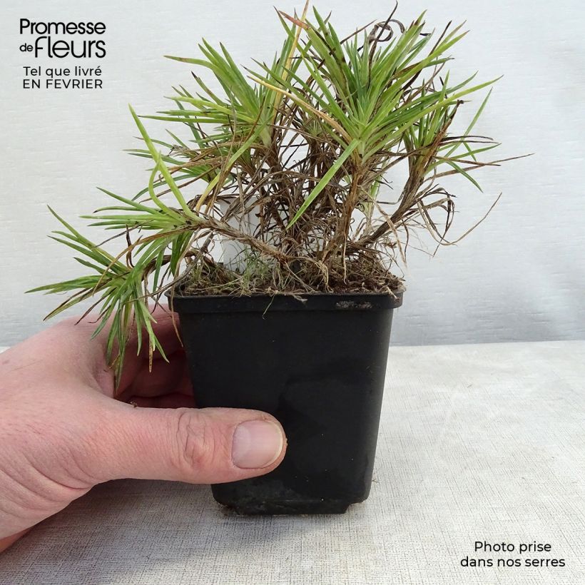 Amostra de Dianthus plumarius Munot -Oeillet mignardise Godet de 8/9 cm tal como entregue no inverno