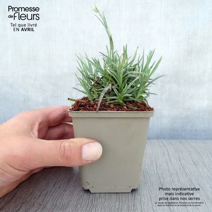 Amostra de Dianthus plumarius Munot Vaso de 8/9 cm tal como entregue na primavera