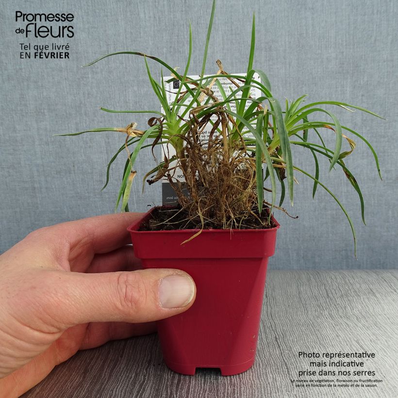 Amostra de Dianthus plumarius Passion Hot Red Vaso de 8/9 cm tal como entregue no inverno