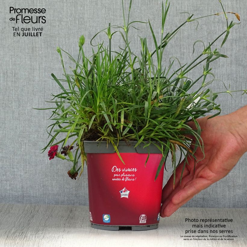 Amostra de Dianthus plumarius Passion Hot Red Vaso de 2 L/3 L tal como entregue no verão