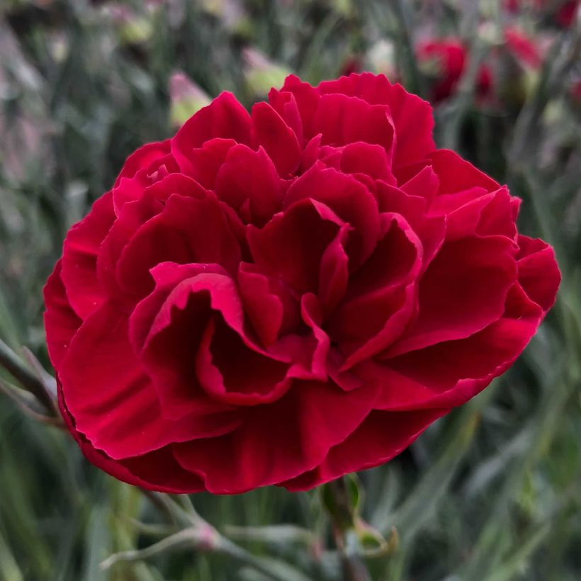 Dianthus plumarius Passion Hot Red (Floração)