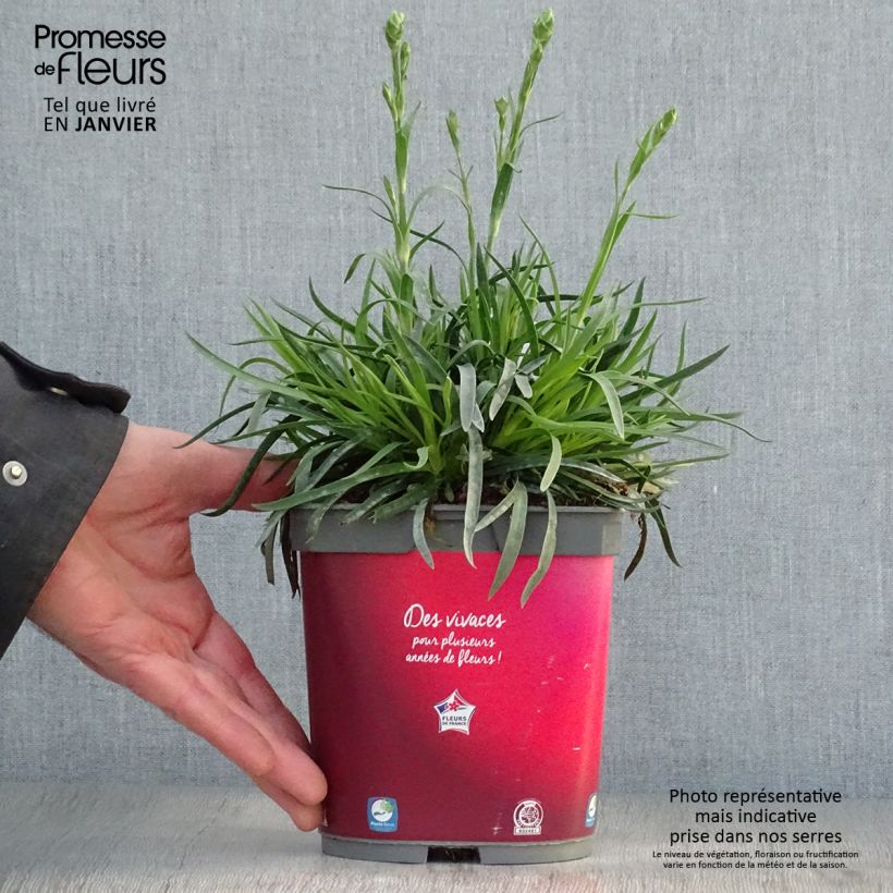 Amostra de Dianthus plumarius Passion Hot Red Vaso de 2 L/3 L tal como entregue no inverno