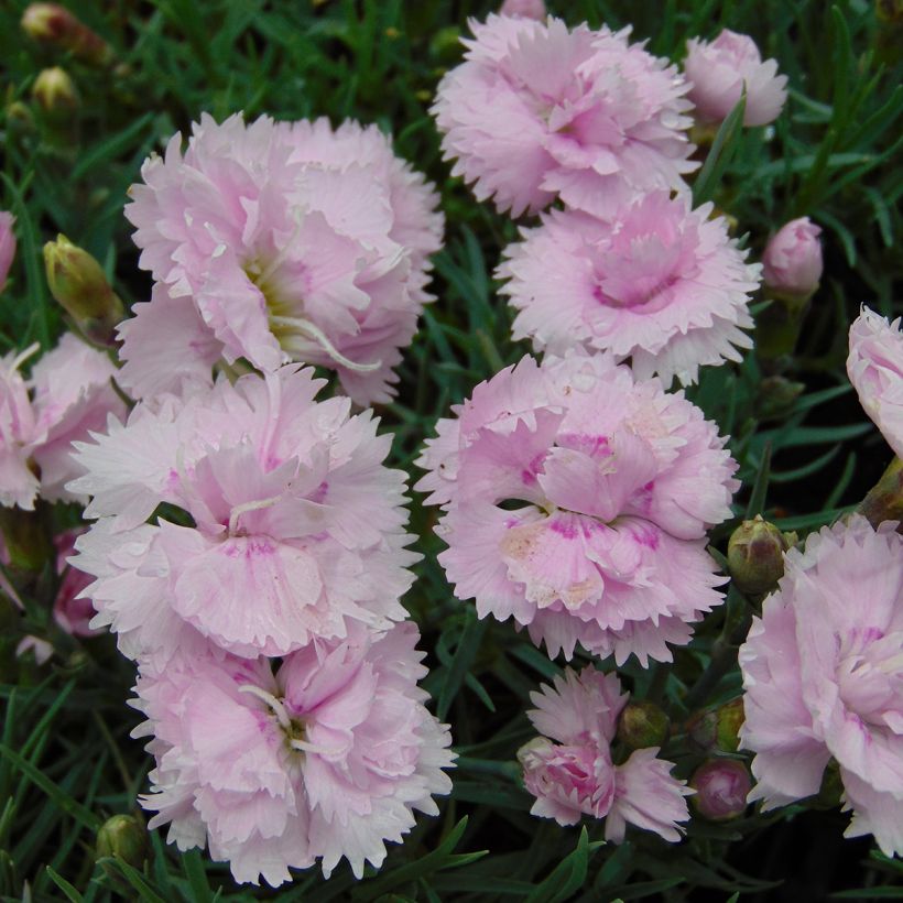 Dianthus plumarius Pike's Pink (Floração)