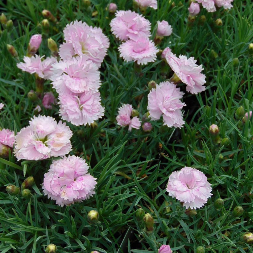Dianthus plumarius Pike's Pink (Hábito)