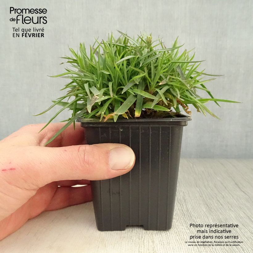 Amostra de Dianthus plumarius Scent First Coconut Sundae Vaso de 7/8 cm tal como entregue no inverno
