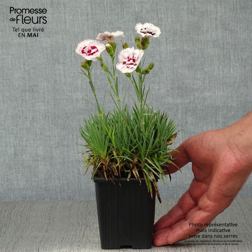 Amostra de Dianthus plumarius Scent First Coconut Sundae Vaso de 7/8 cm tal como entregue na primavera