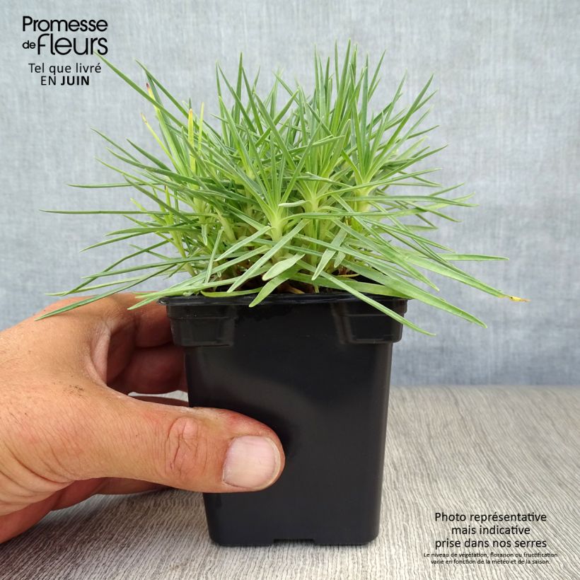 Amostra de Dianthus plumarius Scent First Iced Gem Vaso de 7/8 cm tal como entregue no verão