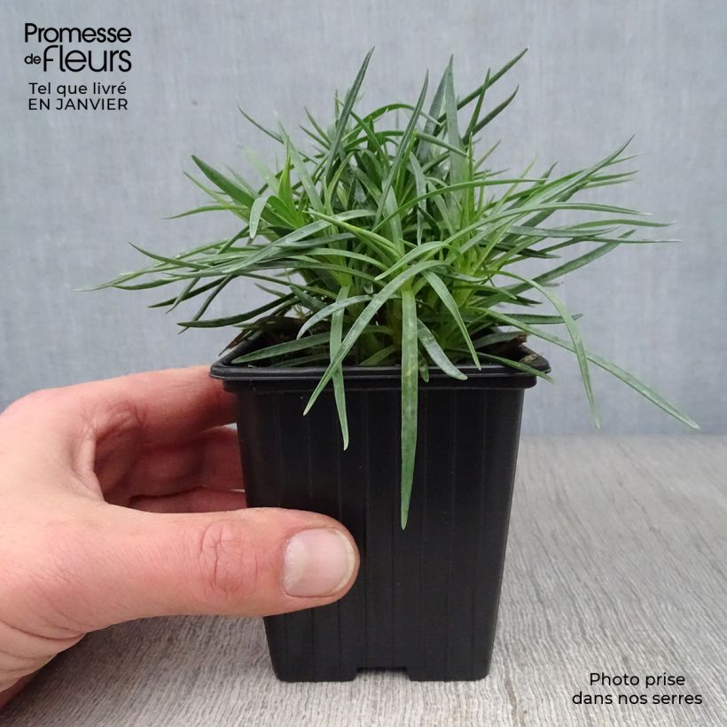 Amostra de Dianthus plumarius Scent First Iced Gem Vaso de 7/8 cm tal como entregue no inverno