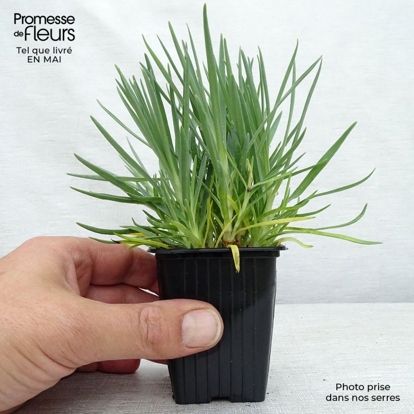Amostra de Dianthus plumarius Scent First Iced Gem Vaso de 7/8 cm tal como entregue na primavera