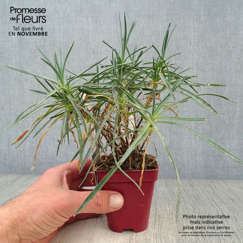 Amostra de Dianthus plumarius Scent First Memories Vaso de 7/8 cm tal como entregue no outono