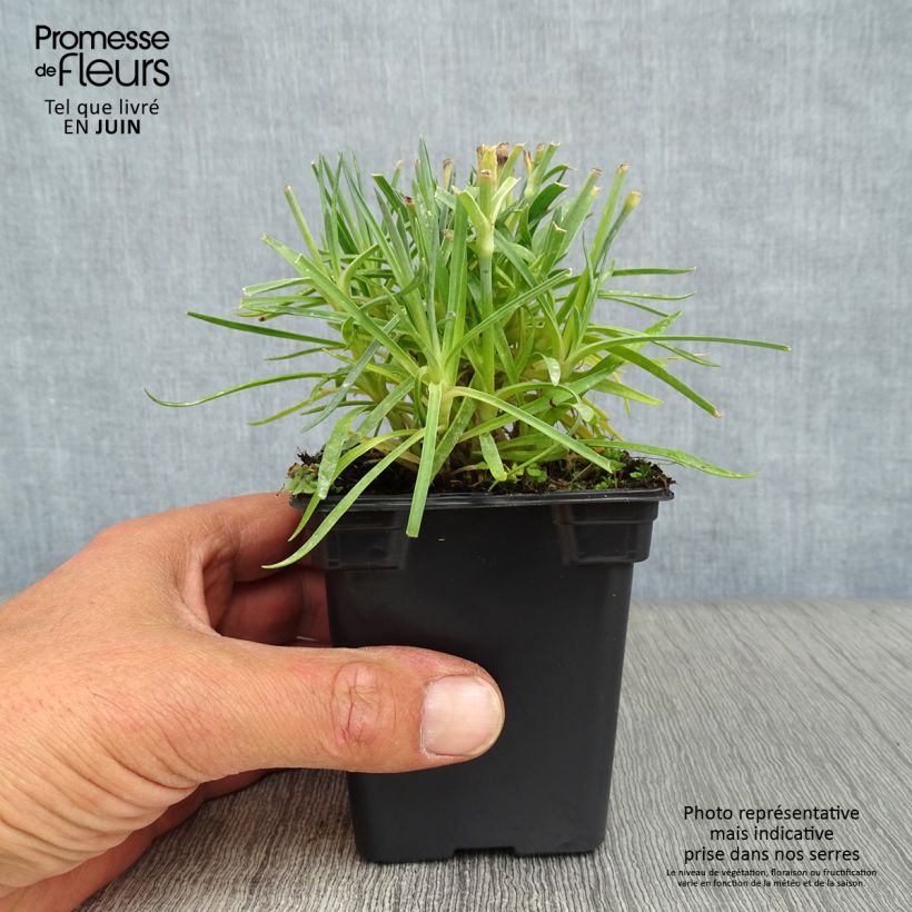 Amostra de Dianthus plumarius Scent First Memories Vaso de 7/8 cm tal como entregue no verão