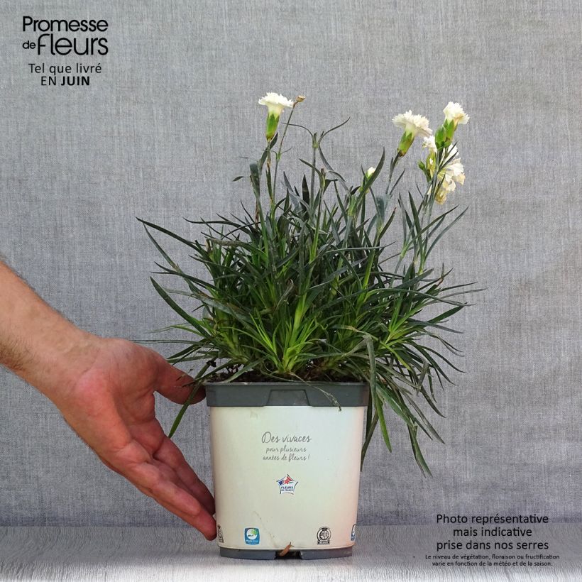 Amostra de Dianthus plumarius Scent First Memories Vaso de 2 L/3 L tal como entregue no verão