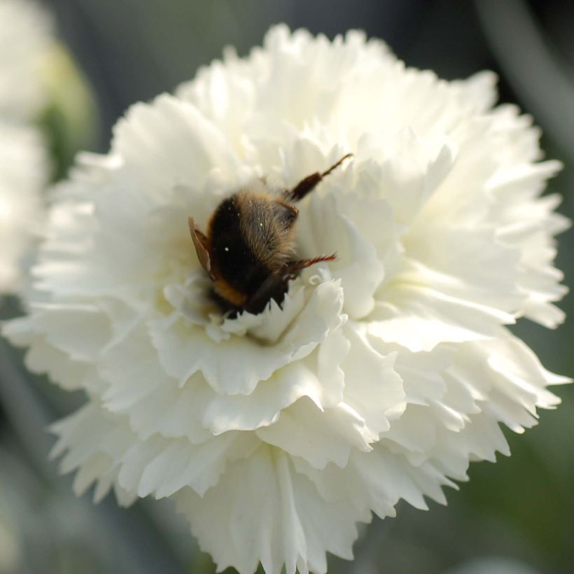 Dianthus plumarius Scent First Memories (Floração)