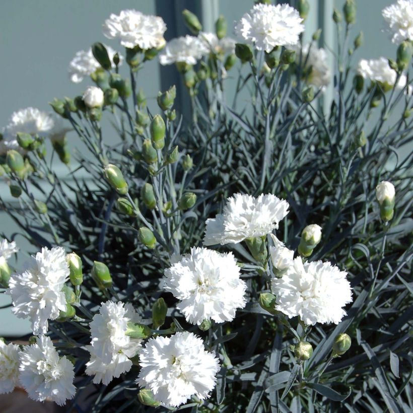 Dianthus plumarius Scent First Memories (Hábito)