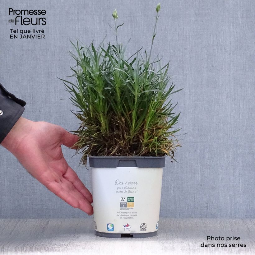 Amostra de Dianthus plumarius Scent First Memories Vaso de 2 L/3 L tal como entregue no inverno