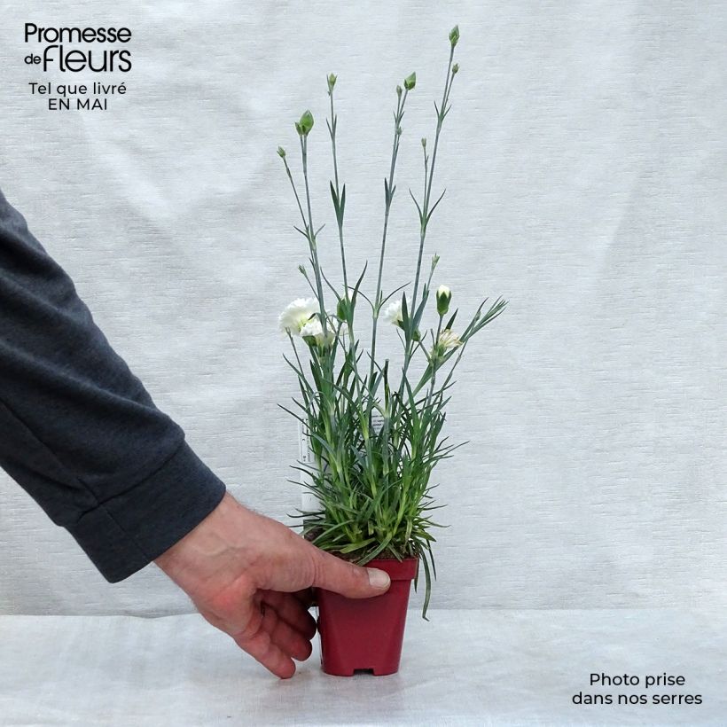 Amostra de Dianthus plumarius Scent First Memories Vaso de 7/8 cm tal como entregue na primavera