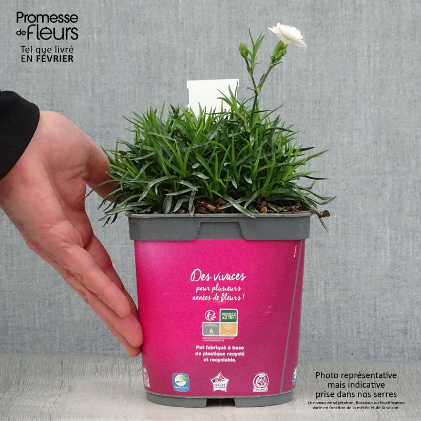 Amostra de Dianthus plumarius Scent First Raspberry Sundae - Oeillet mignardise Vaso de 2 L/3 L tal como entregue no inverno