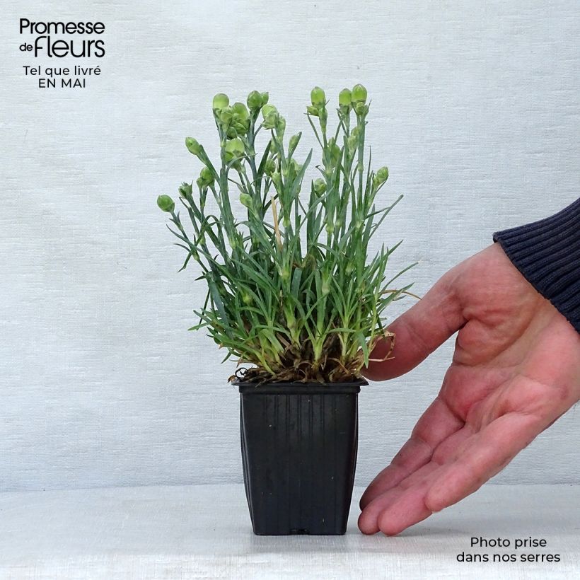 Amostra de Dianthus plumarius Scent First Raspberry Sundae Vaso de 7/8 cm tal como entregue na primavera