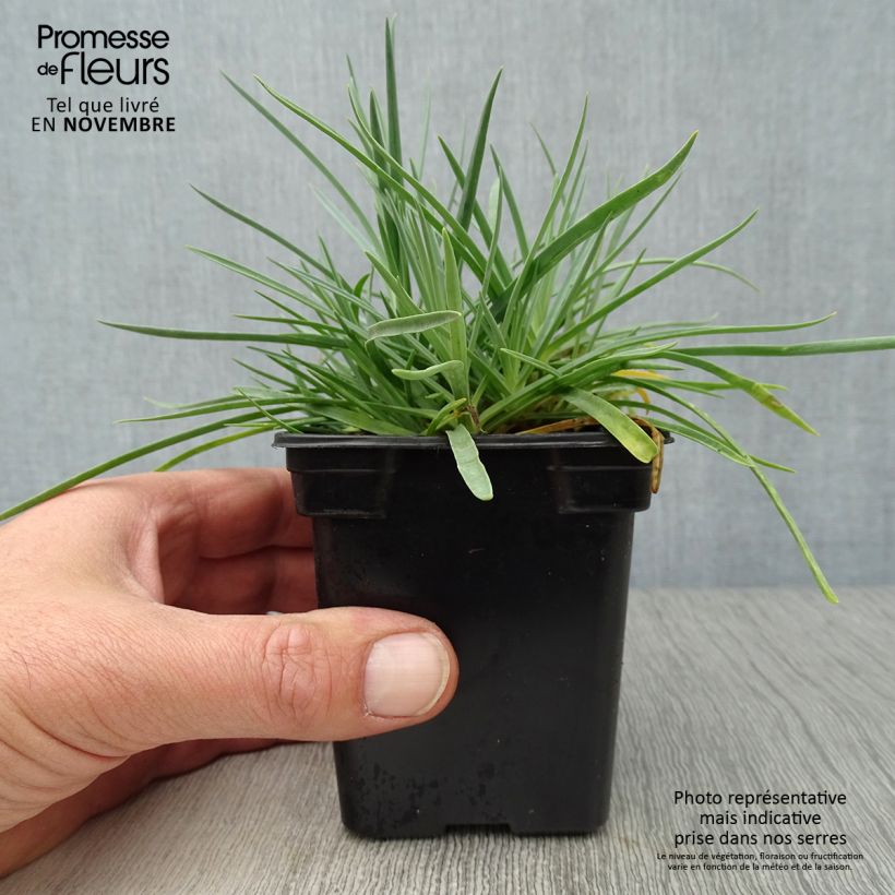 Amostra de Dianthus plumarius Scent First Romance Vaso de 7/8 cm tal como entregue no outono